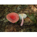 Мицелий Сыроежки красивой  / Сыроежка розовая (Russula bella)